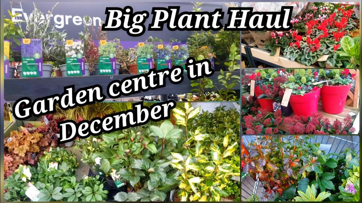 How garden centre is doing in December? Big plant haul – Evergreens, perennials, ground cover How garden centre is doing in December? Big plant haul - Evergreens, perennials, ground cover