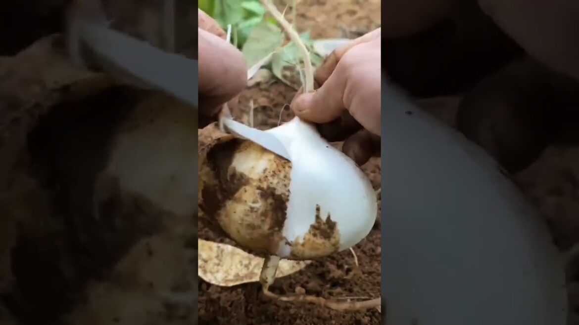 My life part of growing garden and vegetable #diygarden #vegetable