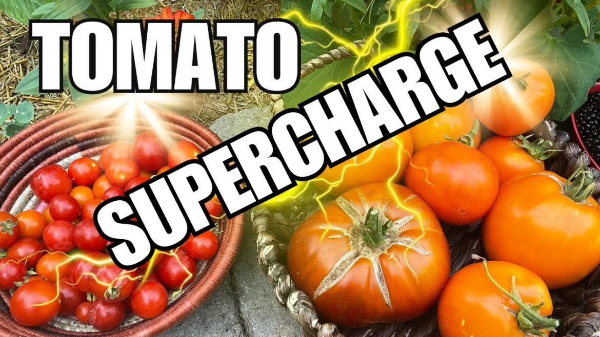 CaliKim: How to Supercharge Tomatoes in Containers-Fast & Furious How to Supercharge Tomatoes in Containers-Fast & Furious