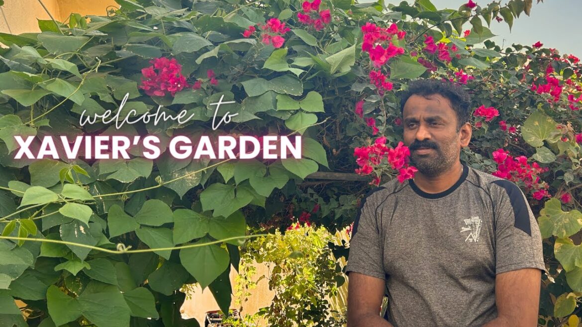 Xavier's Front Yard Garden in Abu Dhabi