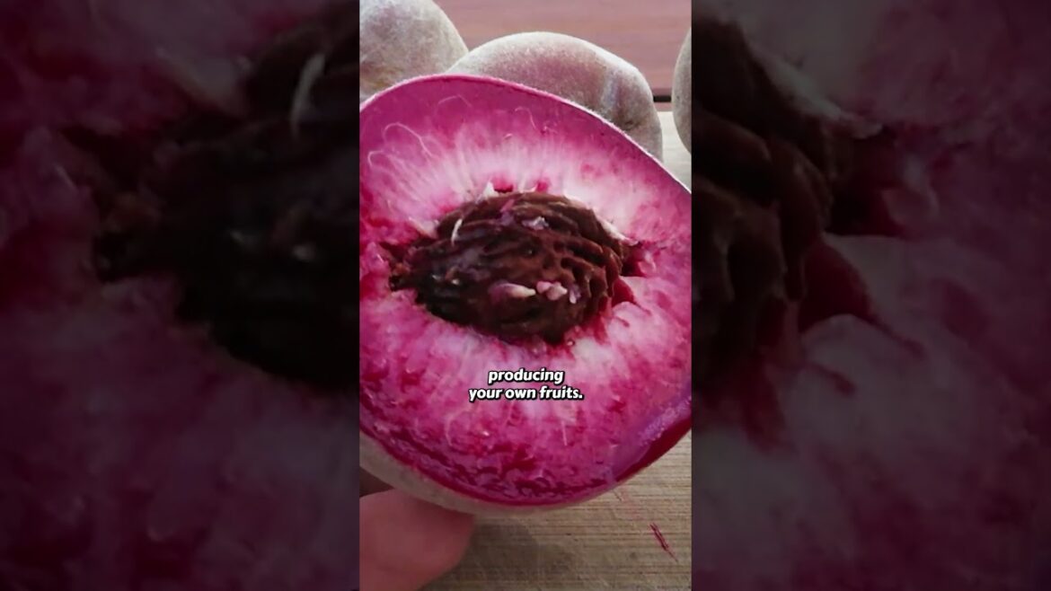 I’ll never buy a peach tree again after trying this! I'll never buy a peach tree again after trying this!