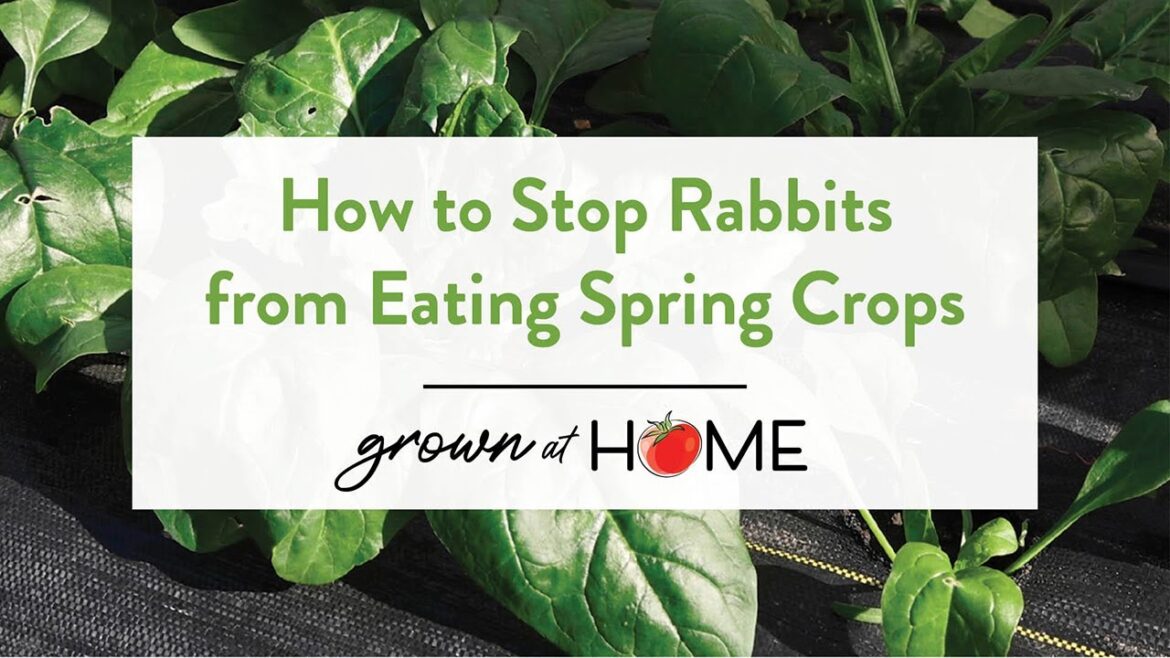 π How to Stop Rabbits from Eating Spring Crops π #gardentips #vegetablegardening #lowtunnel π How to Stop Rabbits from Eating Spring Crops π #gardentips #vegetablegardening #lowtunnel