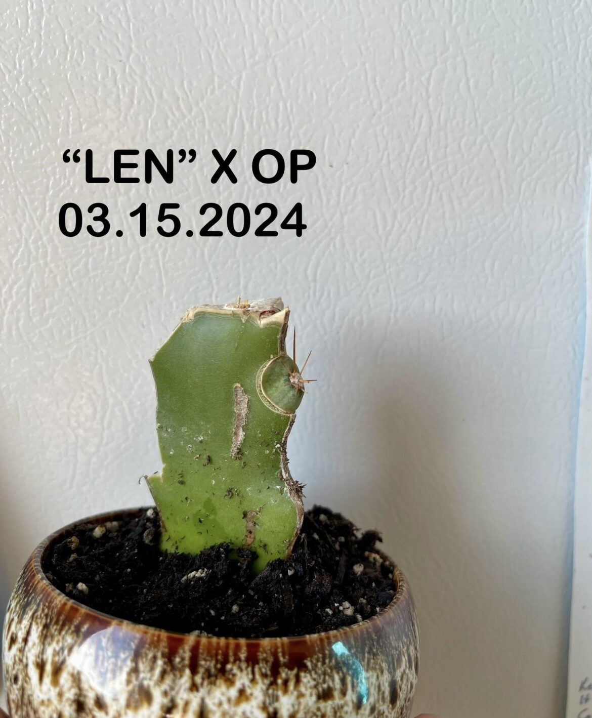 Areole Grafting update