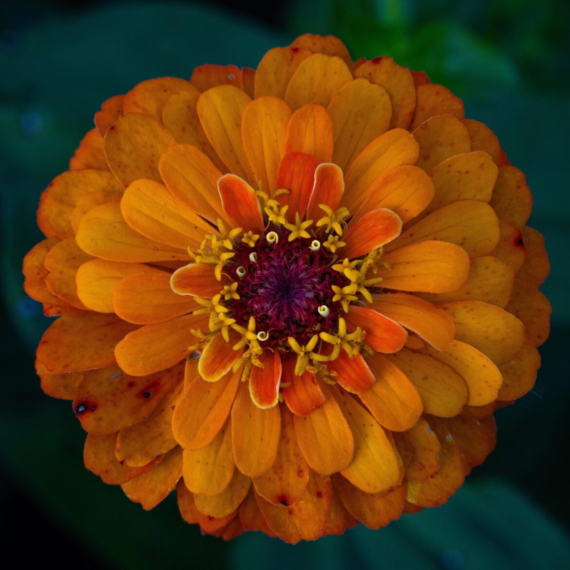 Common Zinnia (Zinnia elegans)