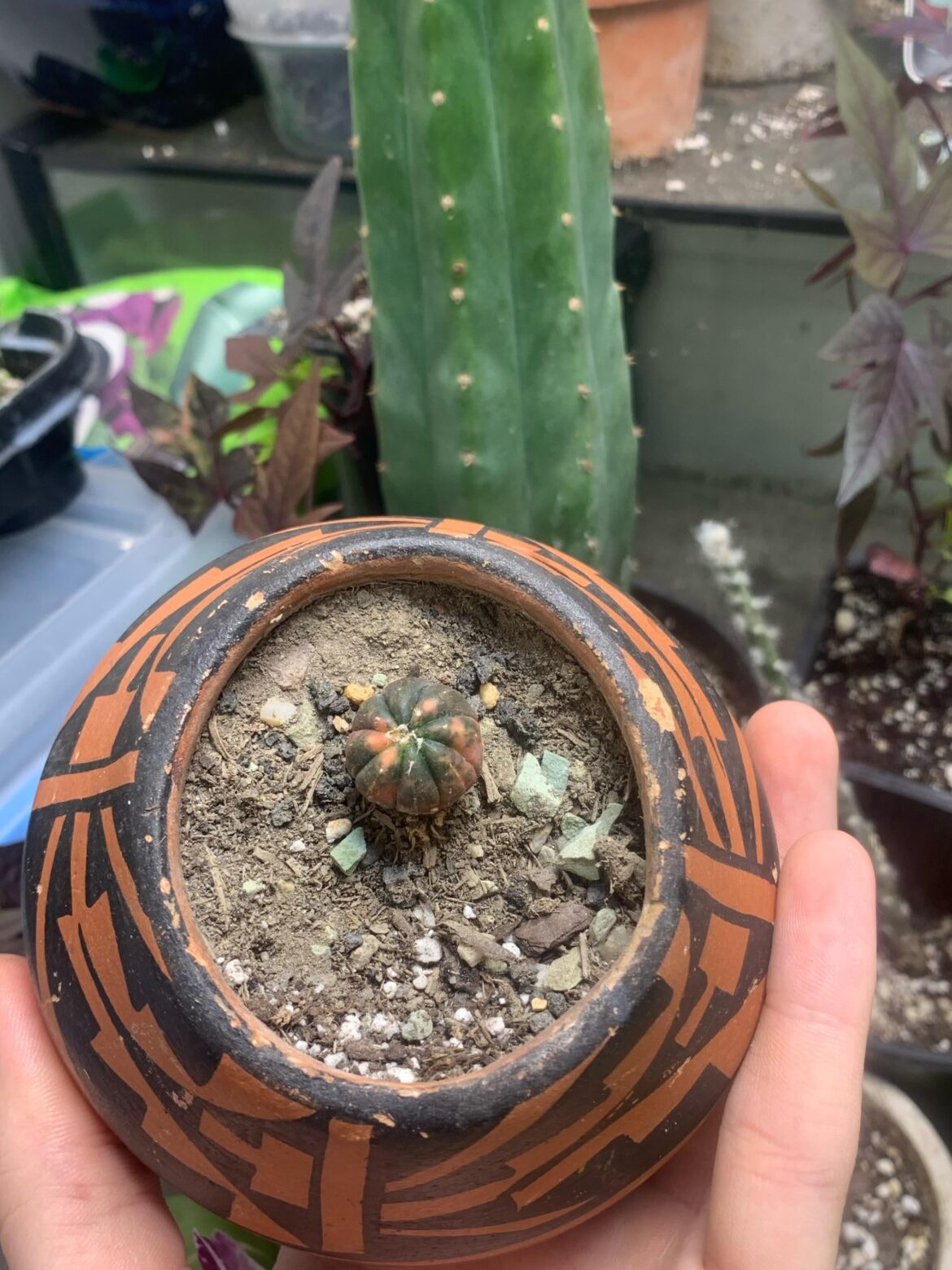 I’ve been thinking about grafting this variegated astrophytum for a while dose anyone have any tips