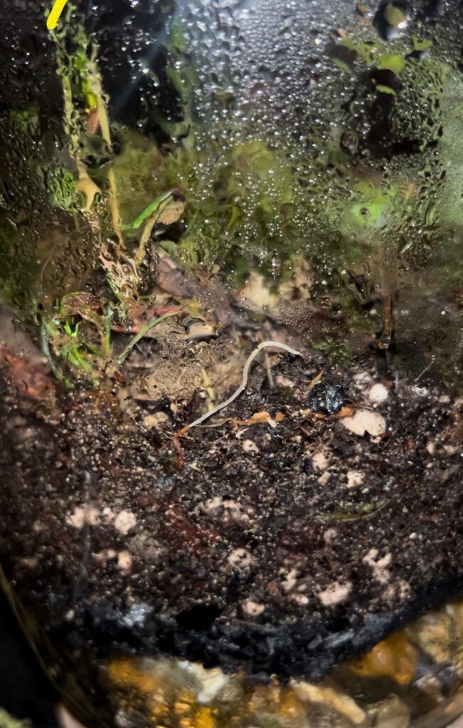 Does anyone know what this worm is? And is it bad?