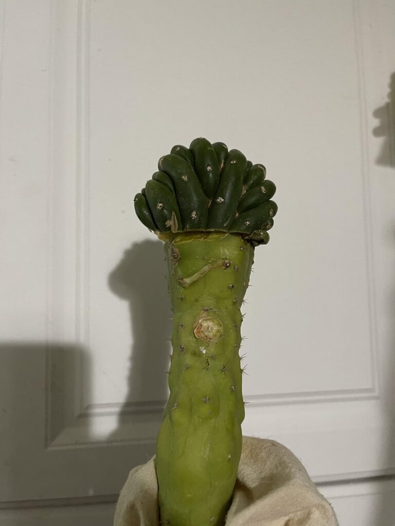 Big ugly graft Big ugly graft