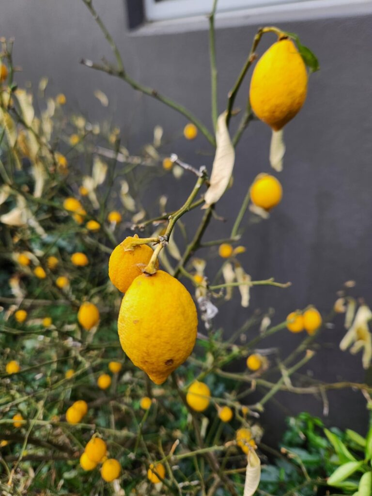 Is it time to say goodbye to our Lemon tree?