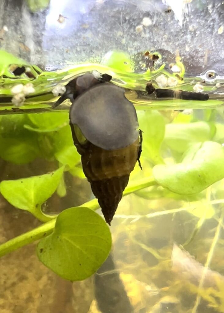 Snail ID? More info in comments