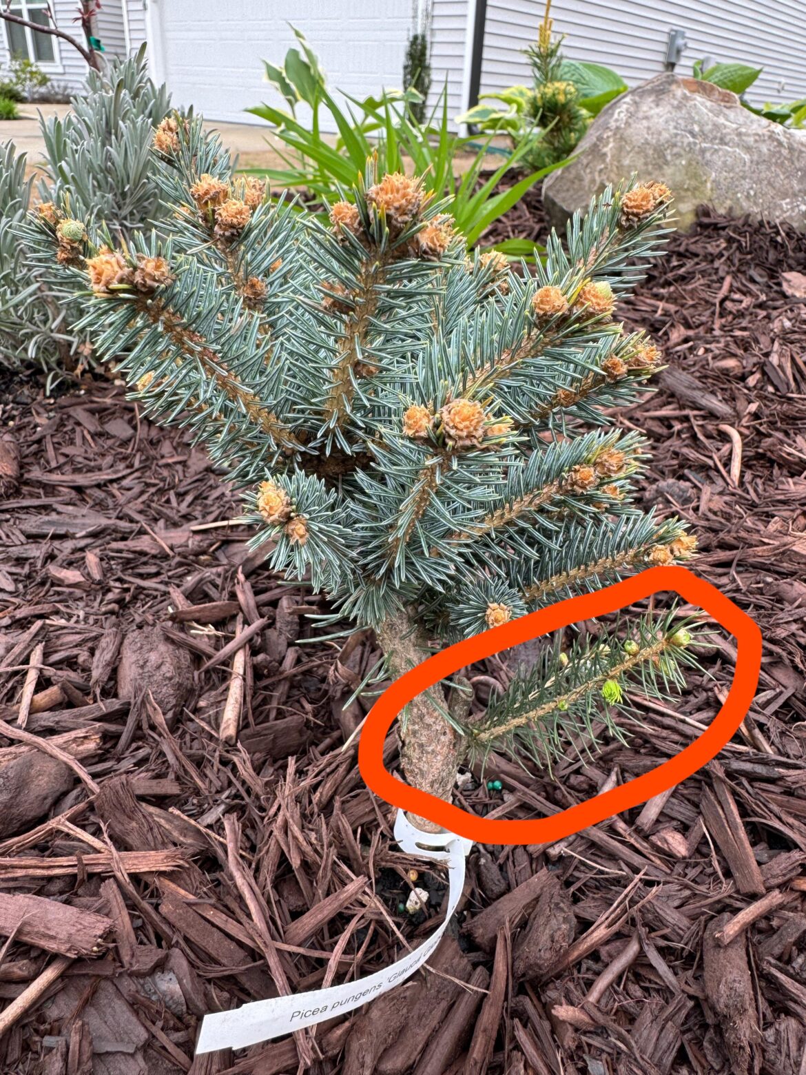 Before I snip, is this growth from the original tree?