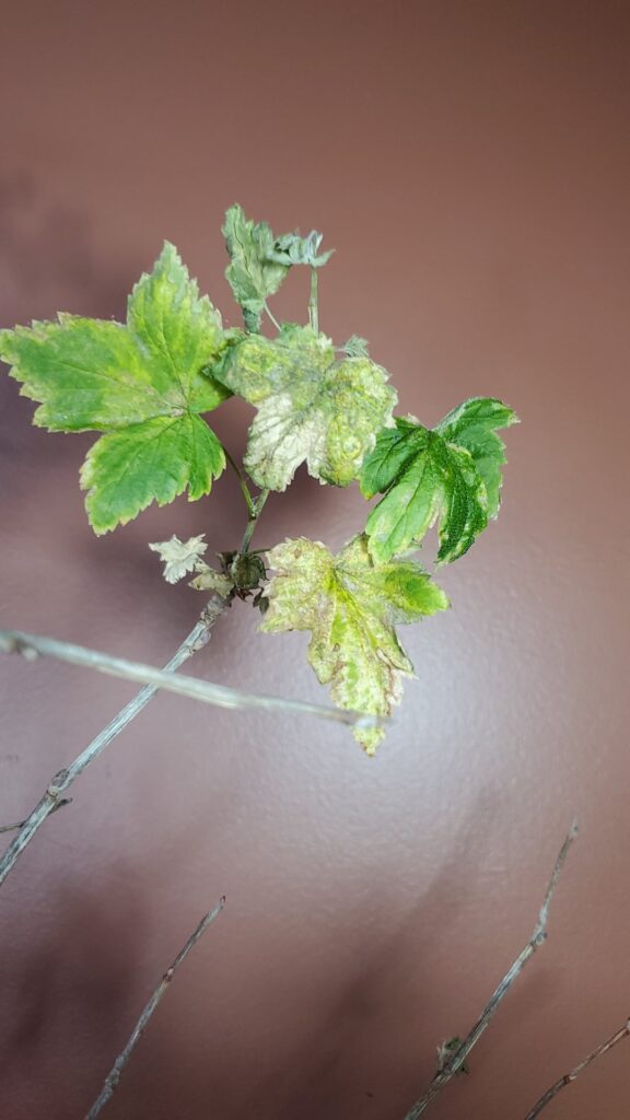 Ehy do my currants look like this