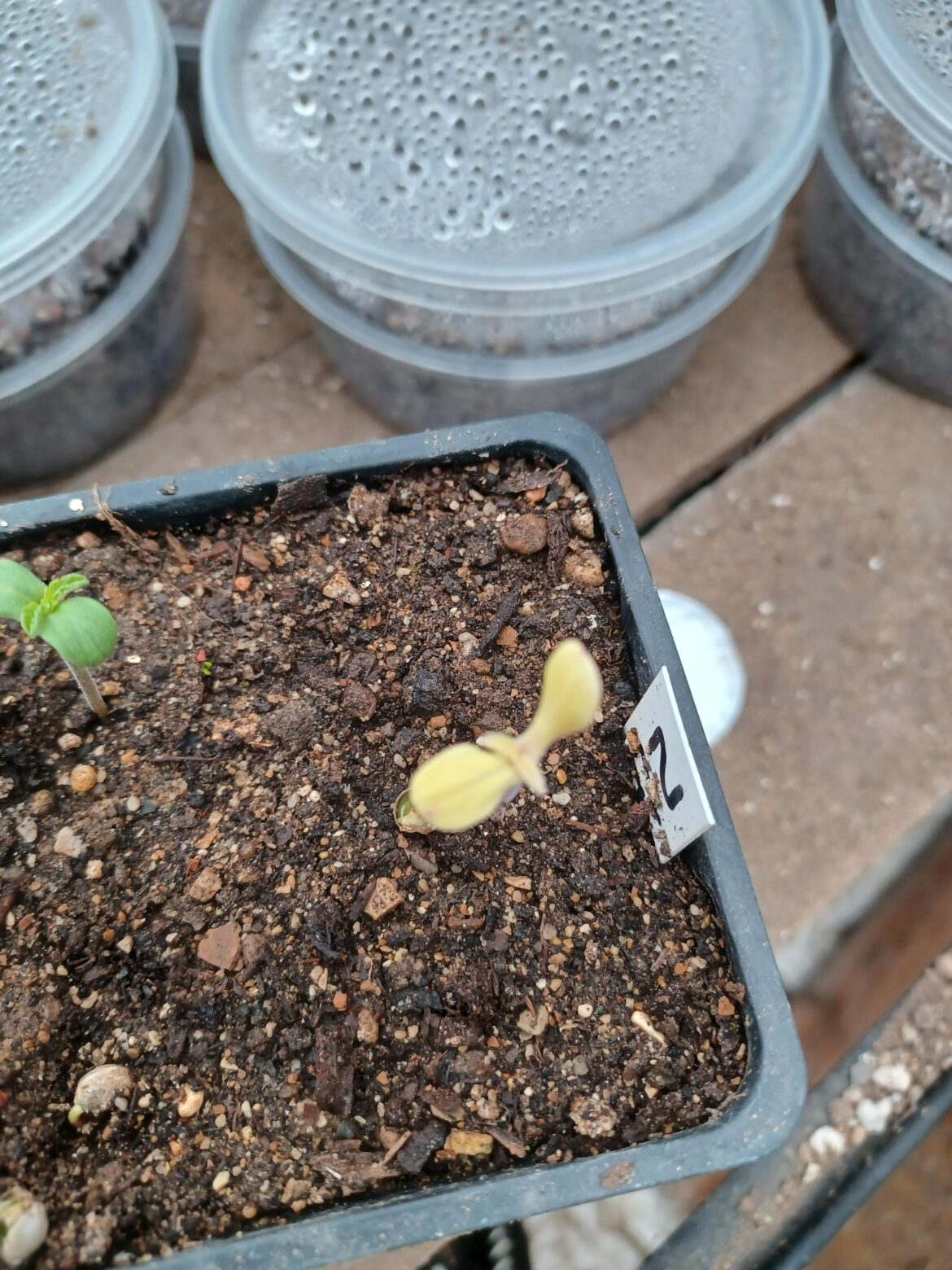 Anyone graft anything this small?