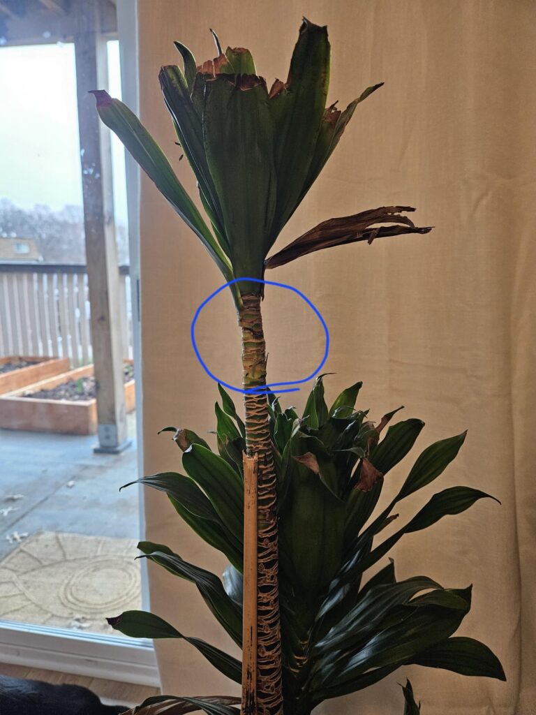 Toothpicks for attaching? Toothpicks for attaching?