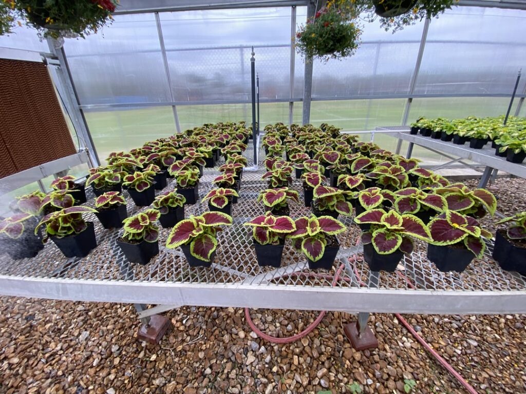 Being a high school greenhouse production teacher (aka horticulture) has its perks. My students started these plants in December and yesterday and today we had our spring plant sale. The last picture is all we had left by the end of the today. Being a high school greenhouse production teacher (aka horticulture) has its perks. My students started these plants in December and yesterday and today we had our spring plant sale. The last picture is all we had left by the end of the today.