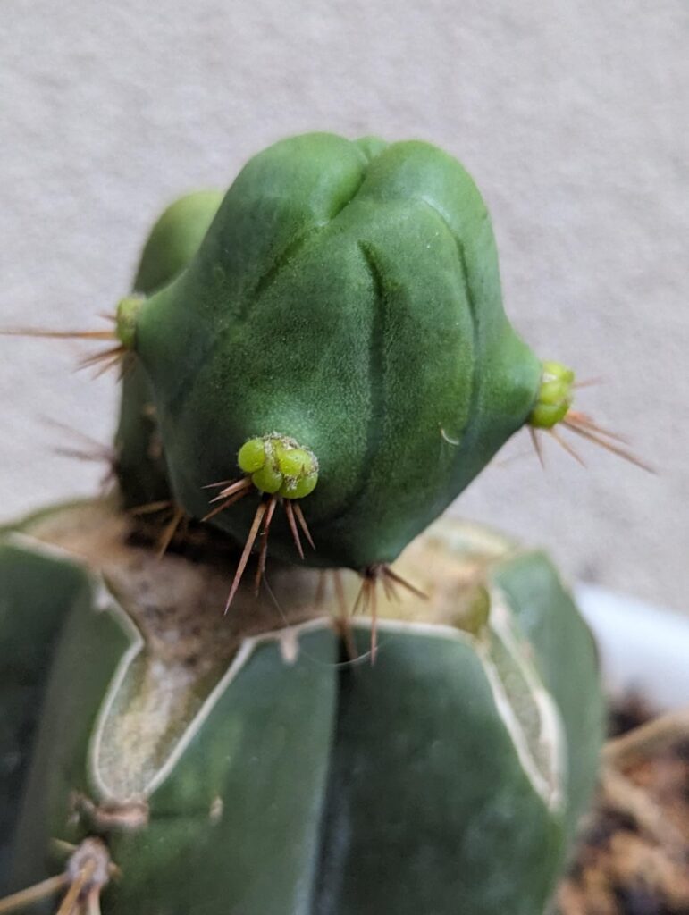 Triplets!