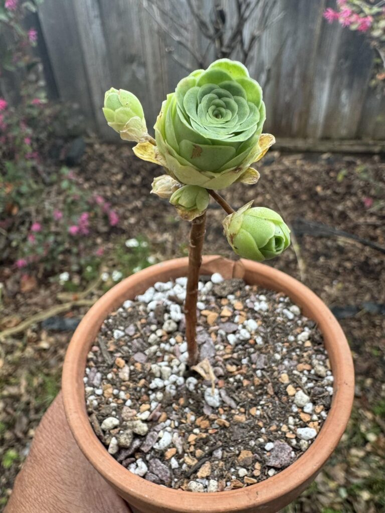 New Month = New Succulents! New Month = New Succulents!