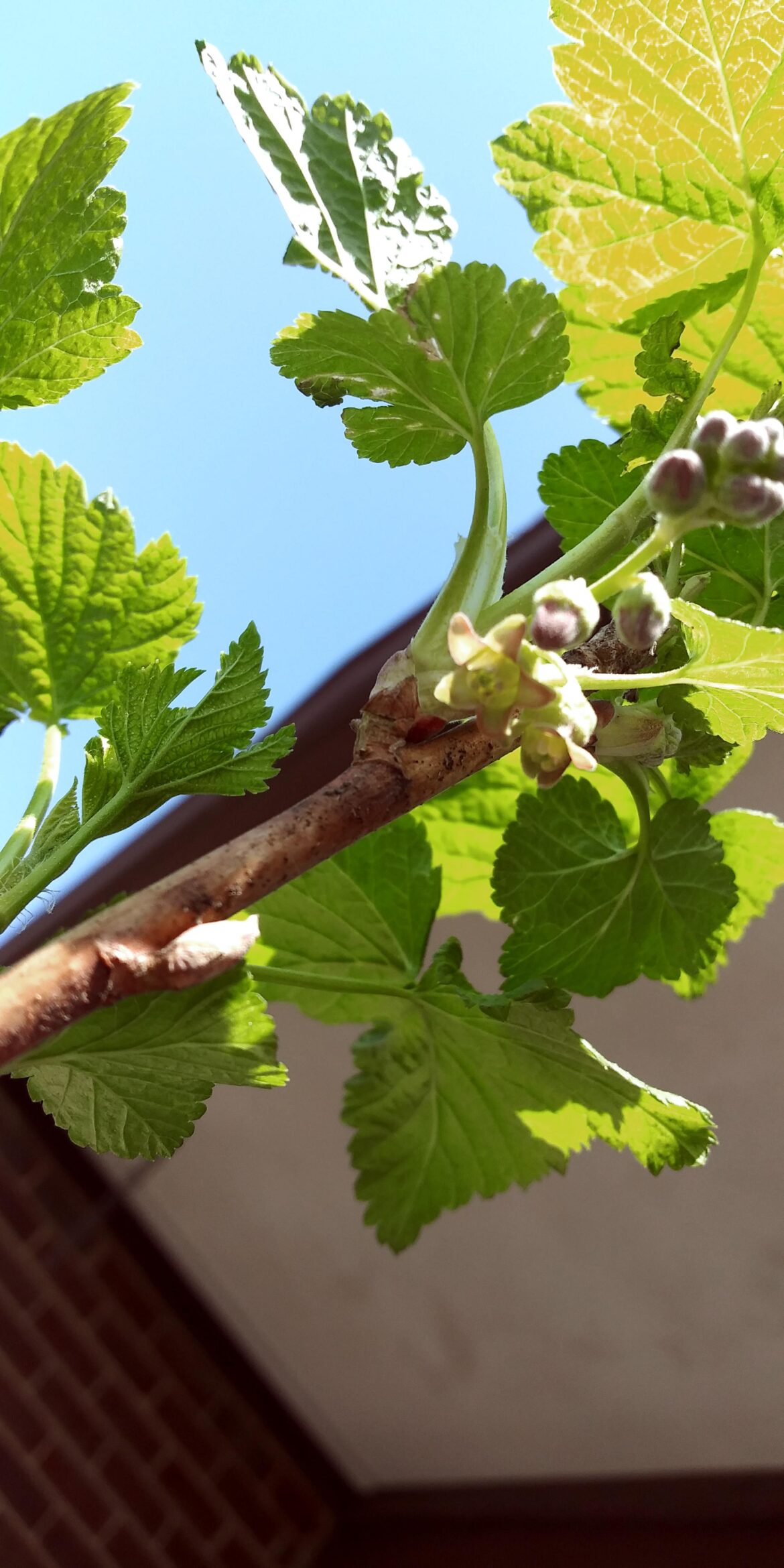 Today's update: a blossom on my currant bush
