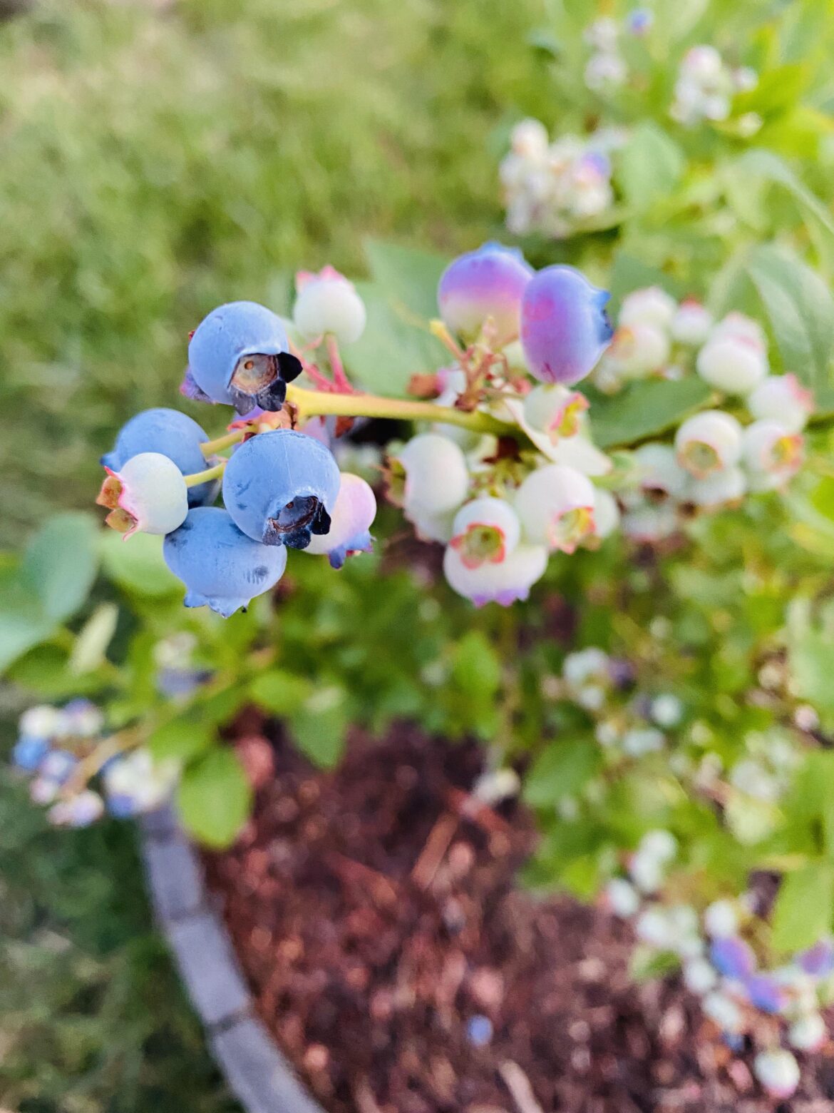 Our beautiful blueberries starting to ripen!