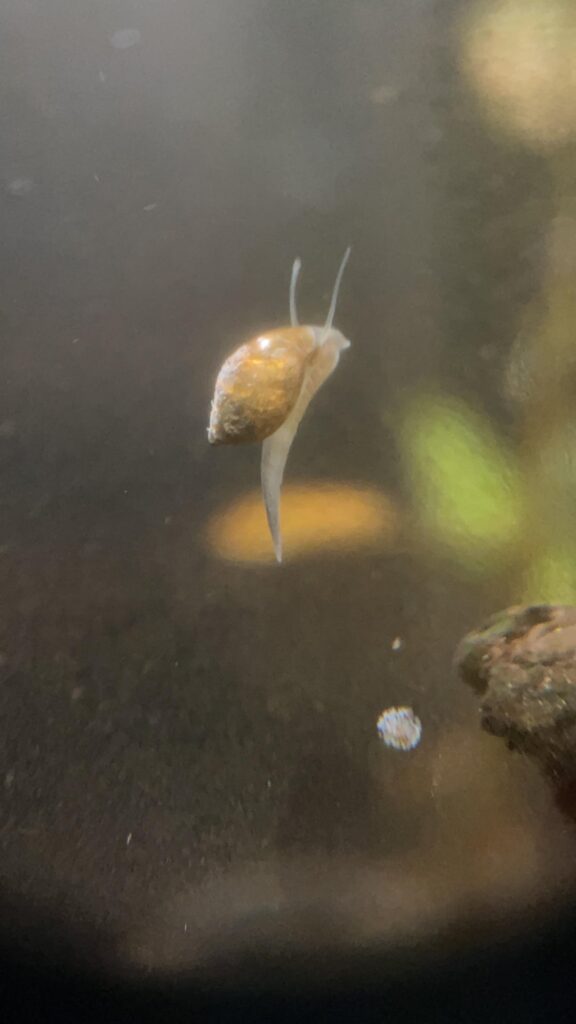 Snail in Ecosphere.