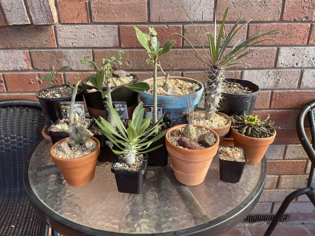 My caudiciforms! My caudiciforms!