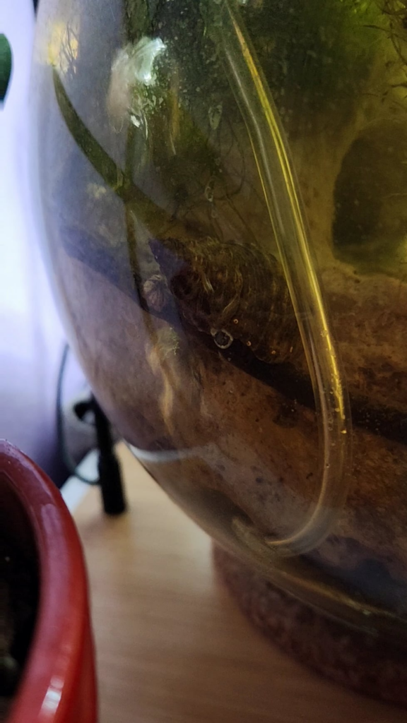 Im starting to think the bubbler feels good on his shell. Thats the second time he's chilled there like that