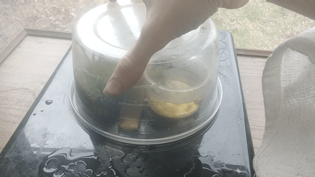 My eleven month old "terrarium".