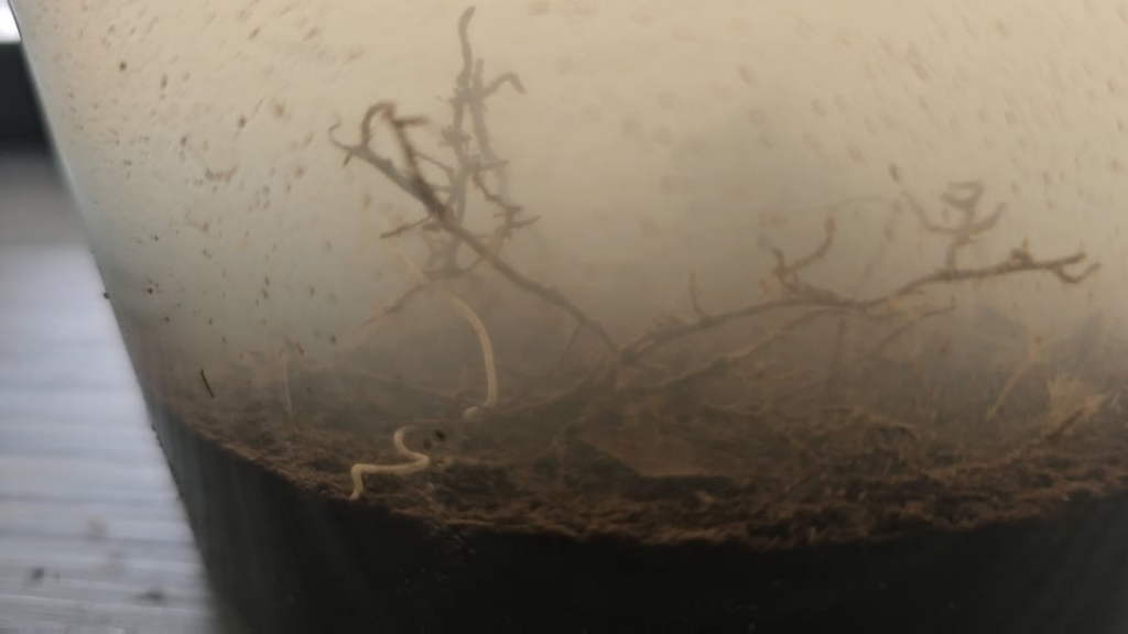 Are these nematodes?