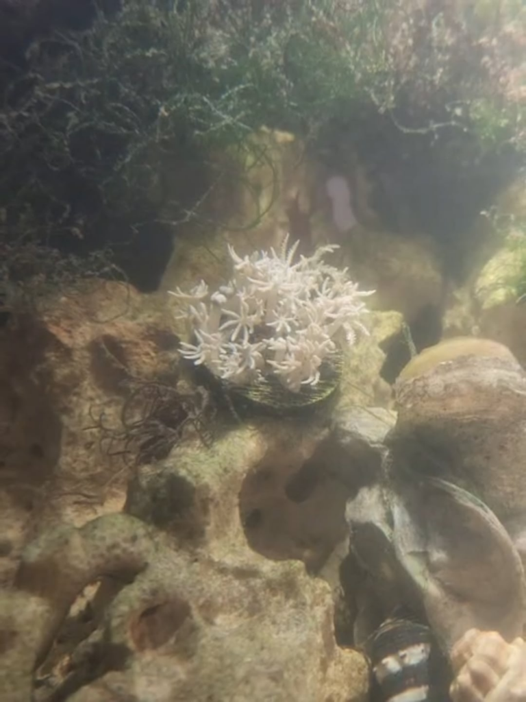 My anthelia coral  is doing much better