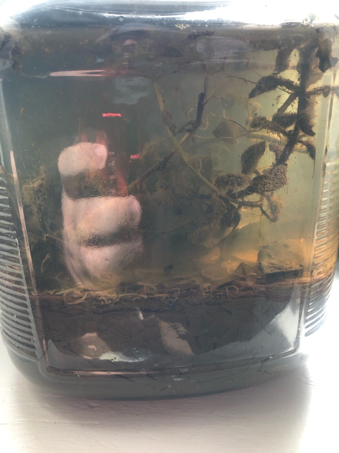 Nerite Snail ready? And lots of worms