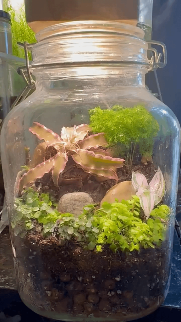 Time for a terrestrial jar, I figured. Not sure if the fern will work in there, probably not.