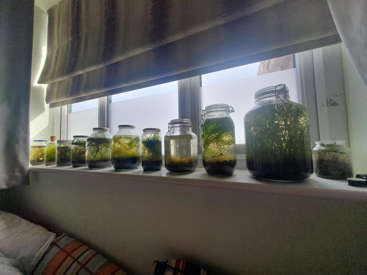 My collection of ecospheres!