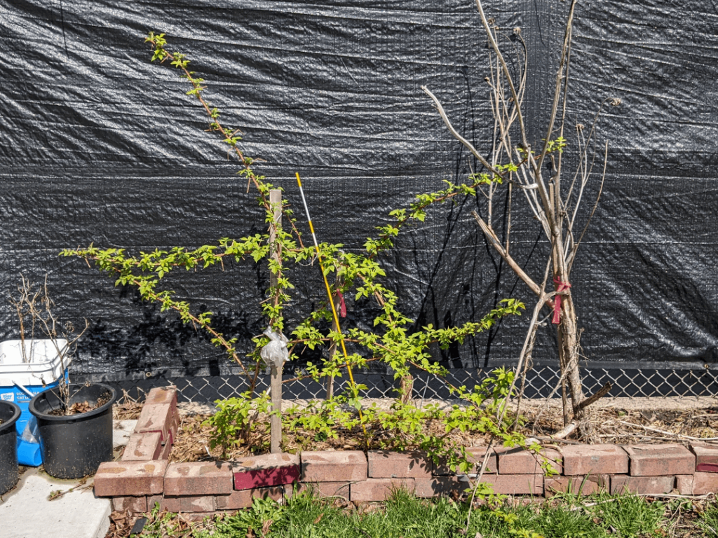 My ever bearing raspberry canes. Should I prune the second year canes to the ground?
