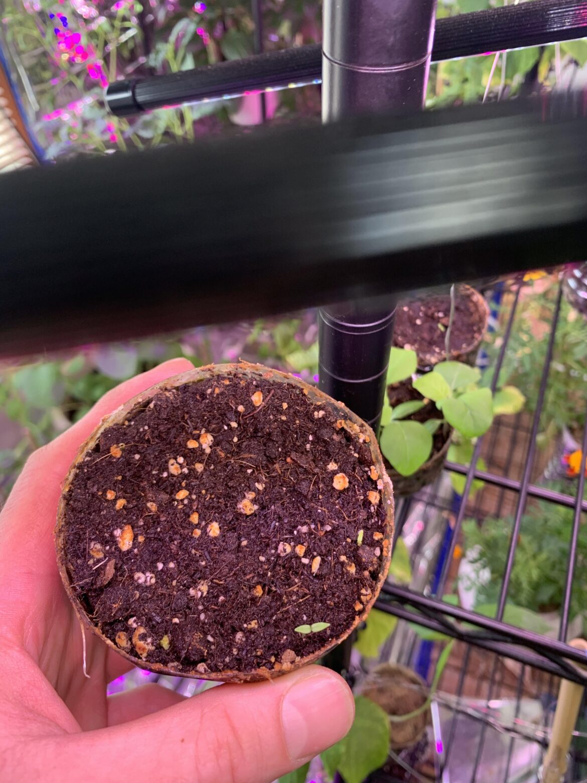 My very first rubus neomexicanus are sprouting!
