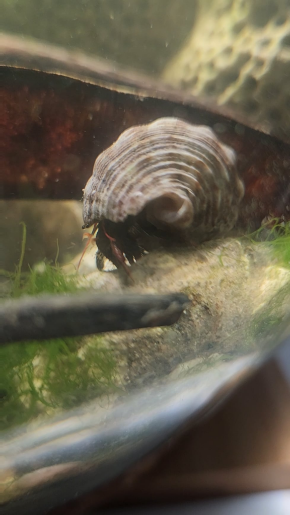 Update on my hermit crab in my saltwater bowl