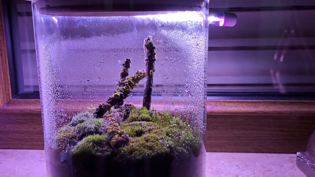 The Moss and Lichen jar yet lives, Springtails are thriving but so is a mold
