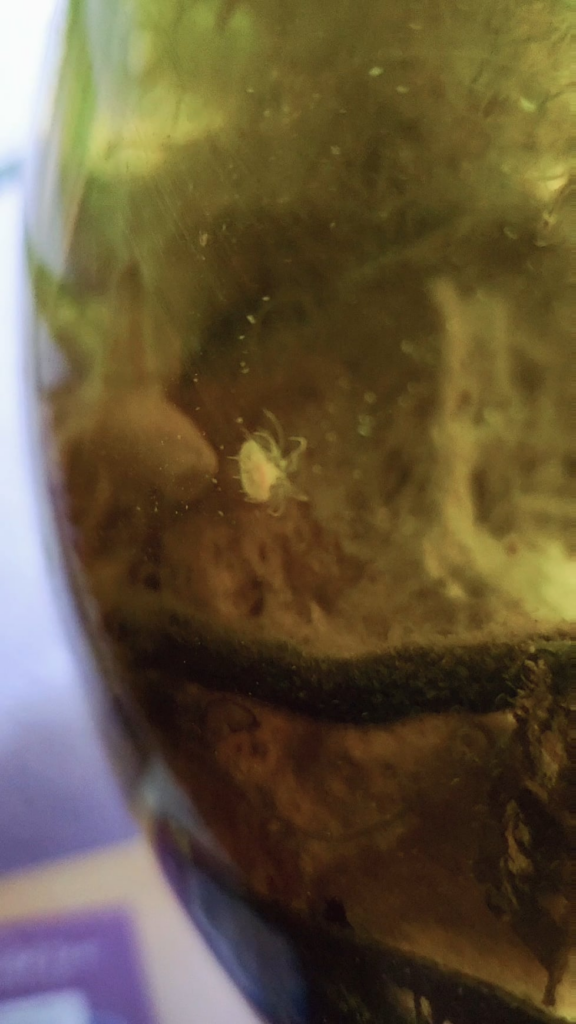 Baby sea Anemone?!