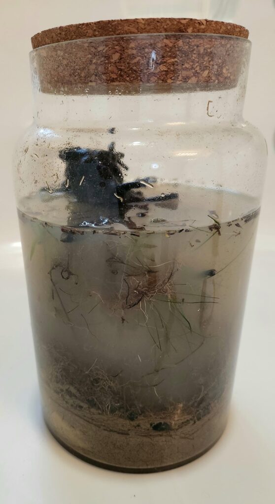 Second Attempt… am I doing this right? Pond water Ecosphere. Second Attempt... am I doing this right? Pond water Ecosphere.