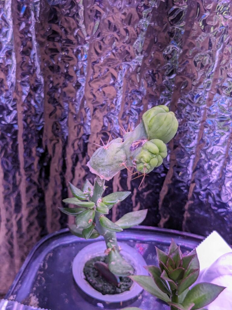 Decent growth TBMC pereskiopsis impale