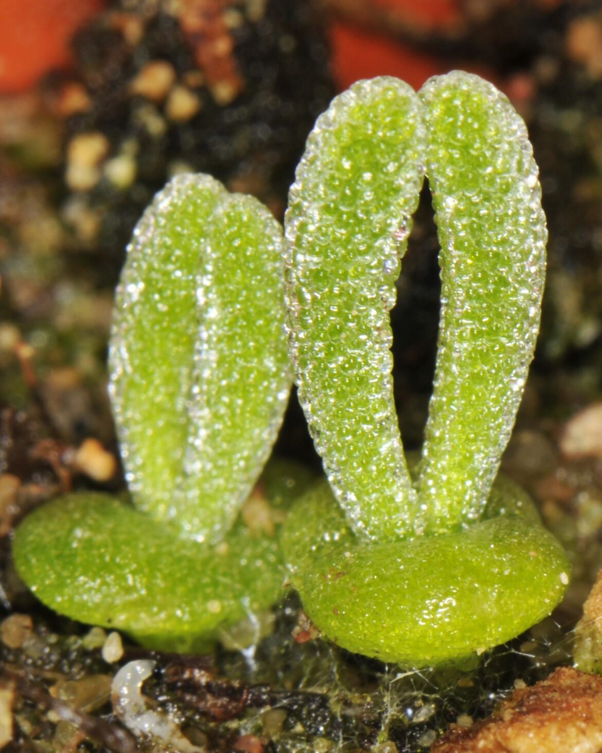 Drosanthemum eburneum seedlings, about 2 weeks since germinating. Mesembs are amazing up close!