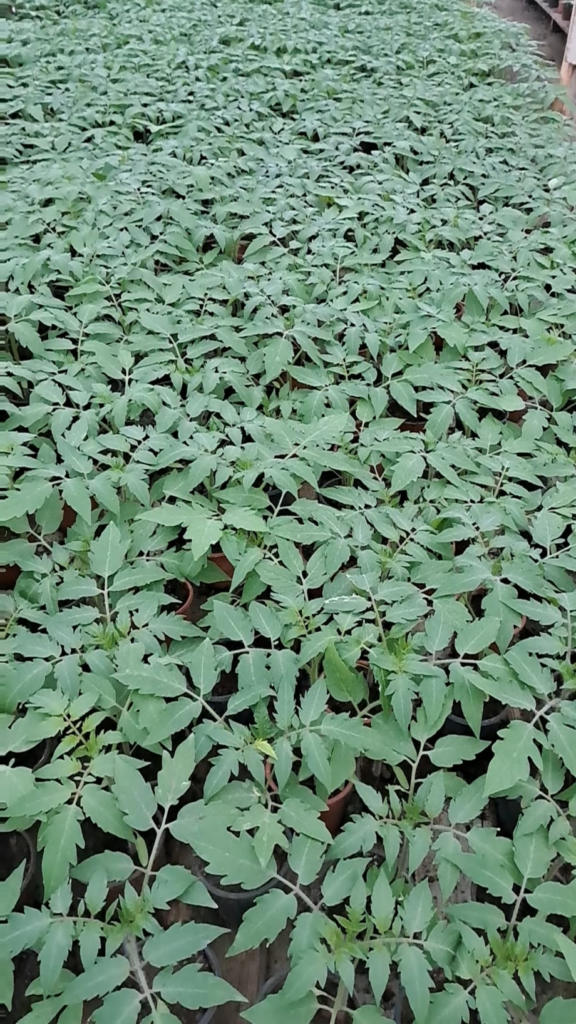 My tomato plants.