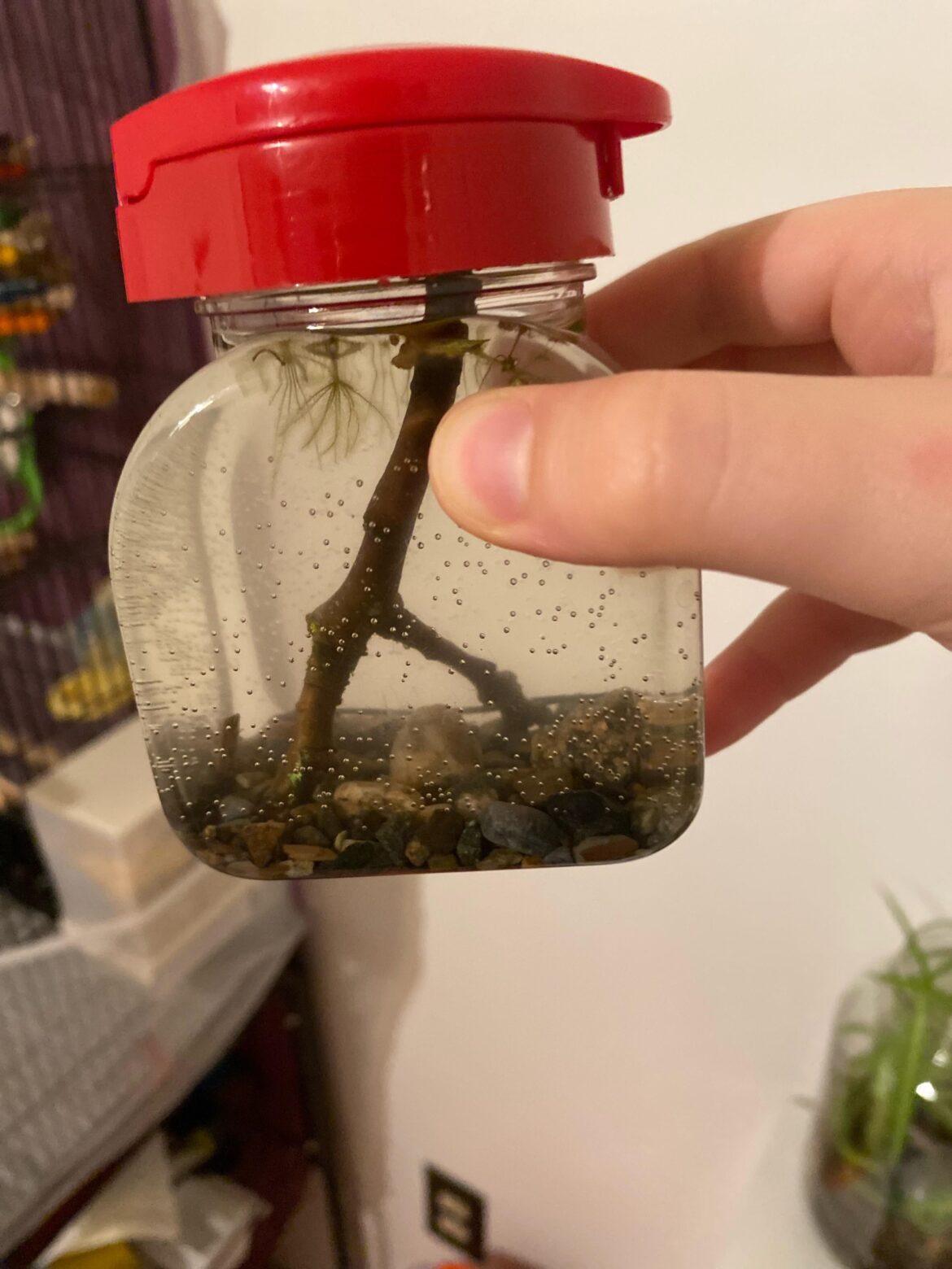 My first ecosphere! Suggestions welcome!
