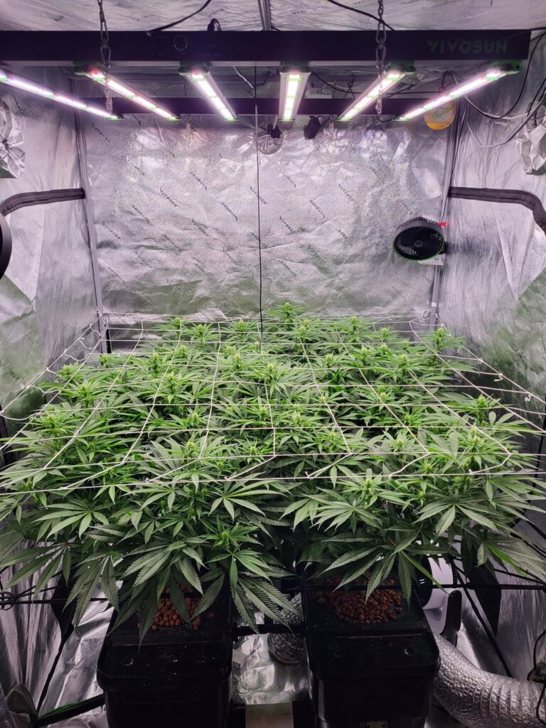 Kush Mints in RDWC 5x5 w/VSFD6500 - Flower Day# 10