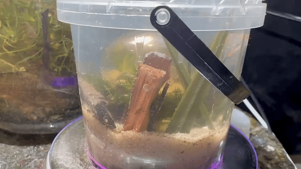 The little sphere is over a year old, so I gave it a new home.