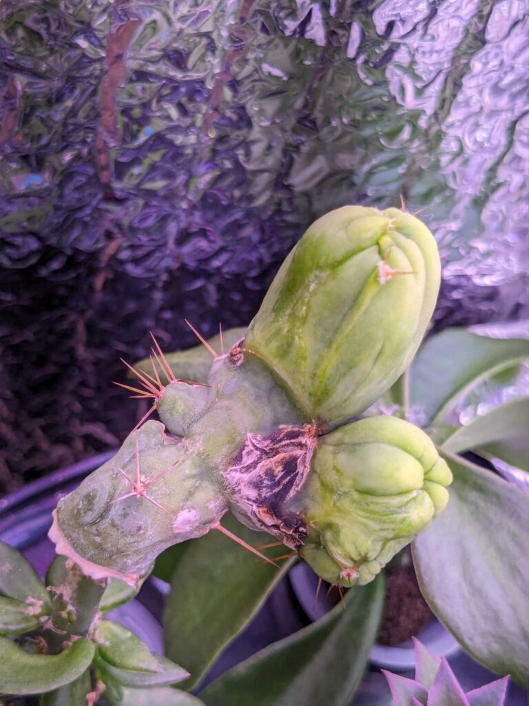 Wait & see or cut ASAP? (also some new TBMC peres)