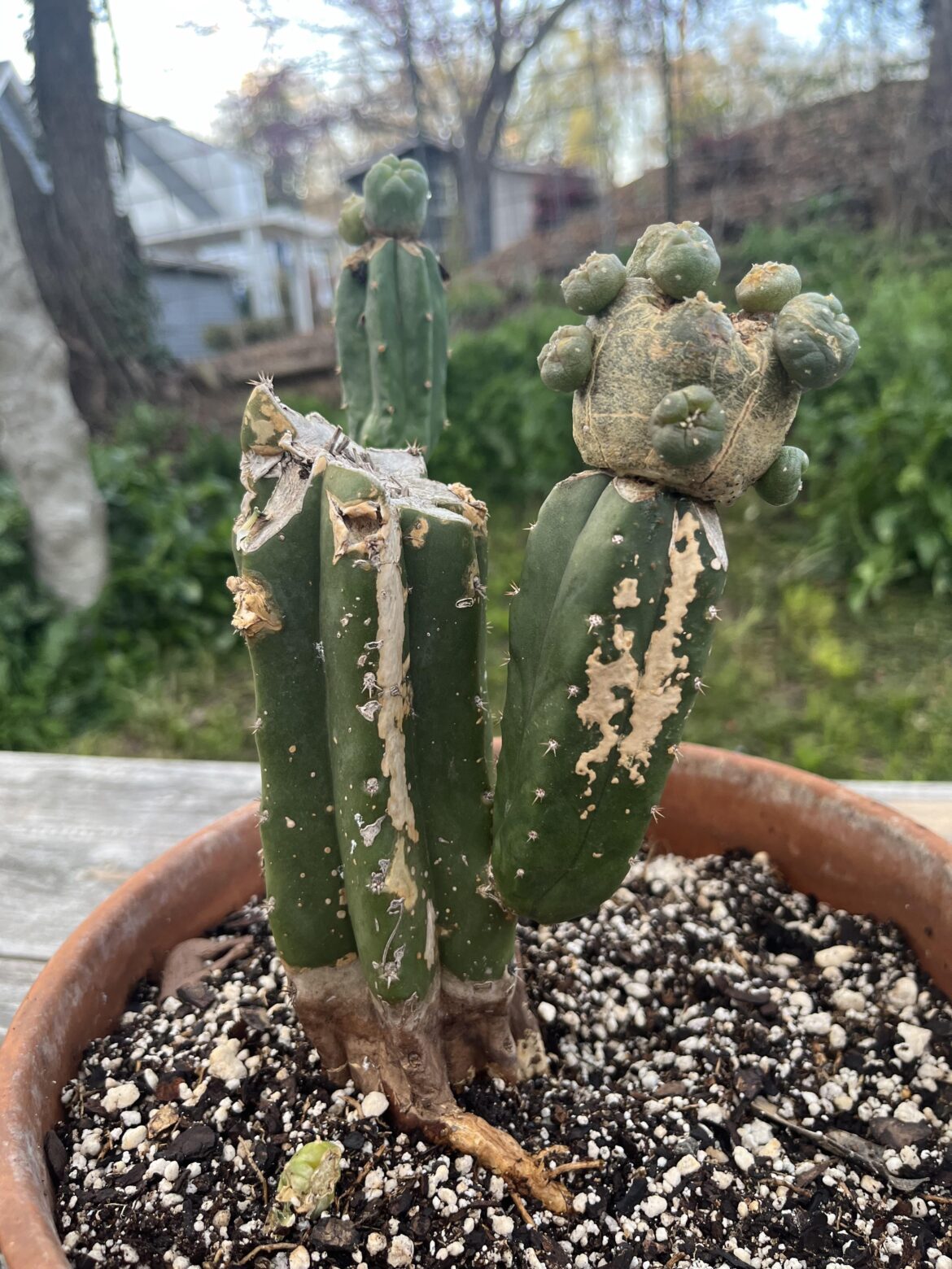 Help with rotting root stock Help with rotting root stock