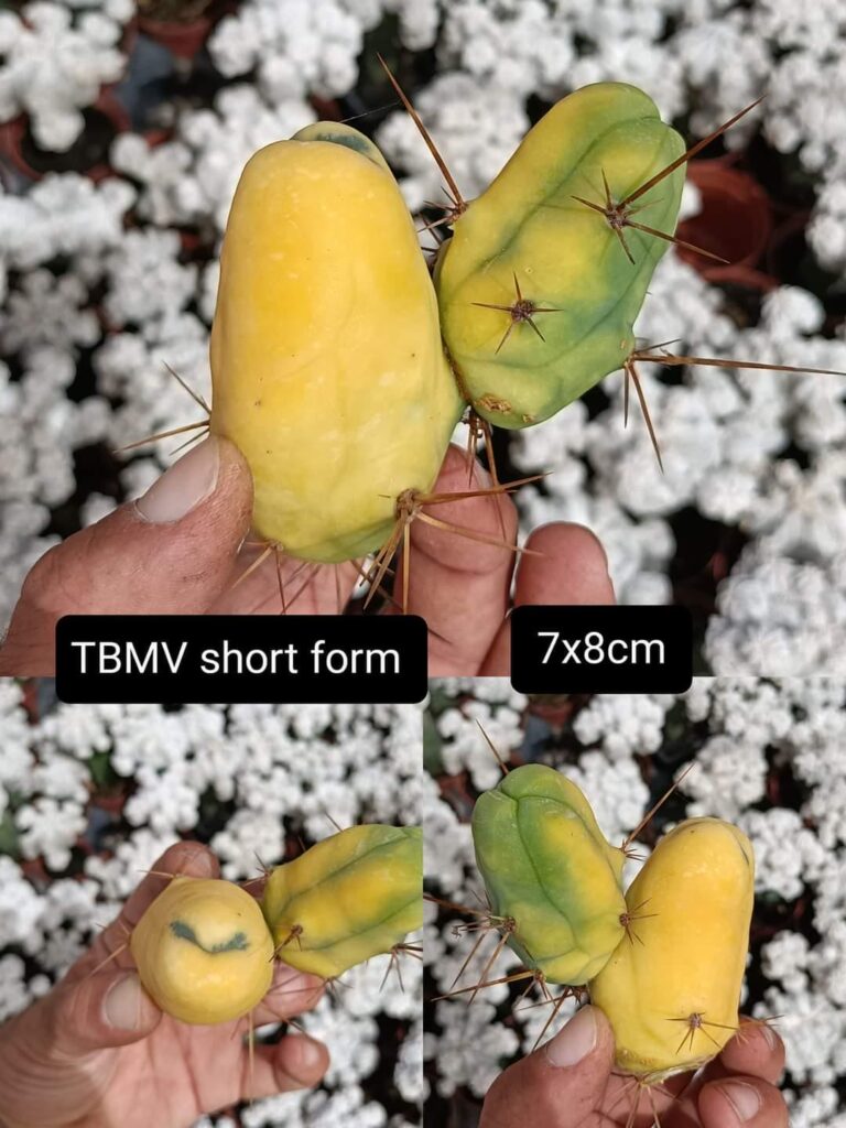 What would you choose ? What would you choose ?