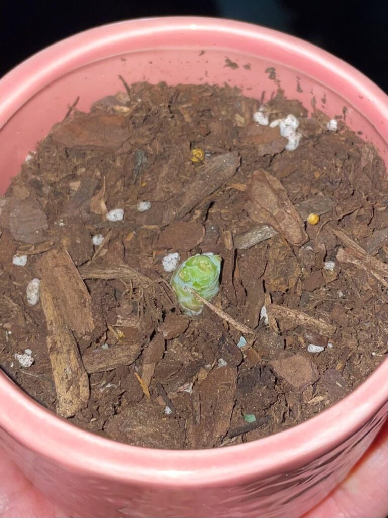 My succulent is literally just a nub!! PLEASE HELP ME