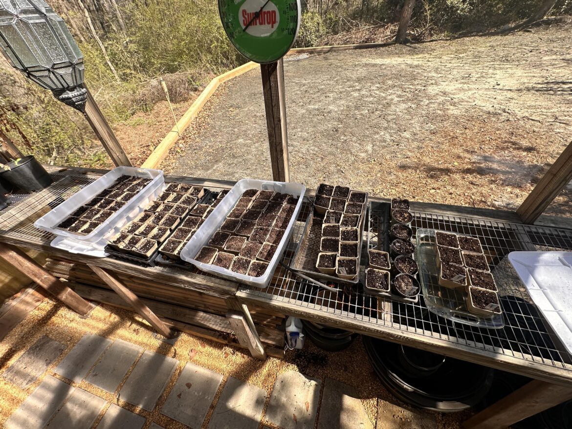 Worried about no seeds germinating