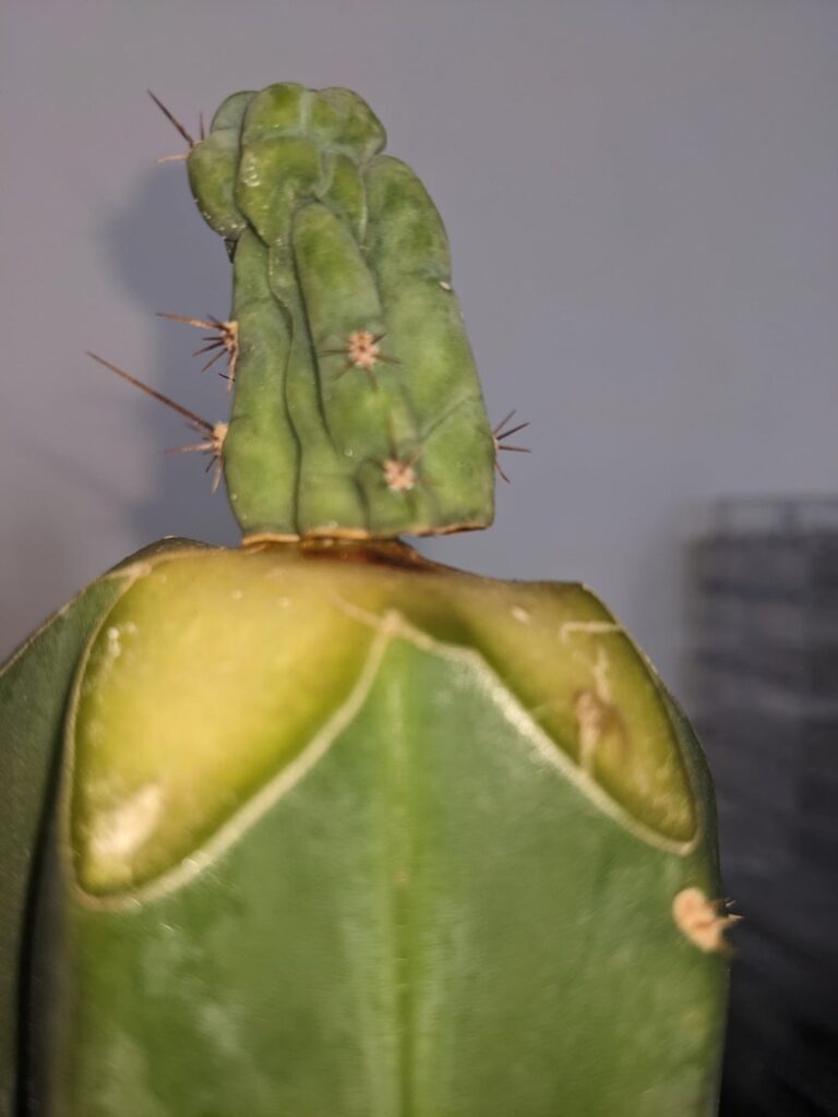 So I need to degraft this? BD grafted 3/12