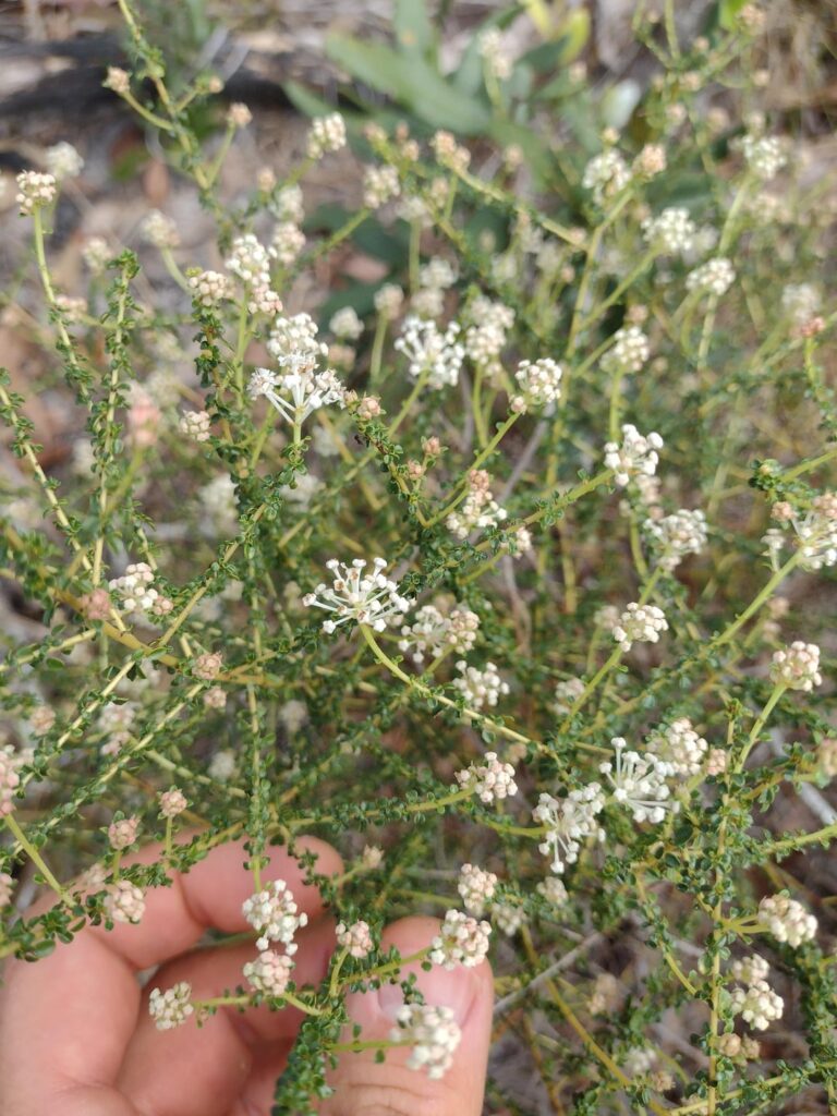 White-flower Shrub of Florida pinehills